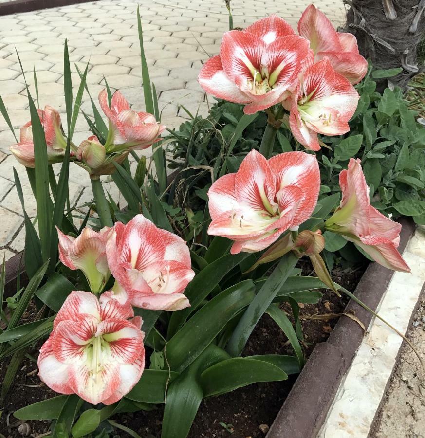 הוילה פורץ Palme מראה חיצוני תמונה